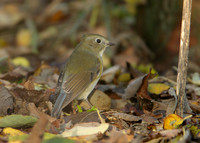 Red-flanked Bluetail Tarsiger cyanurus