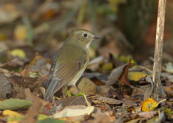 Red-flanked Bluetail Tarsiger cyanurus