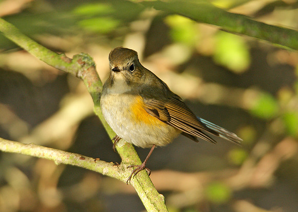 Red-flanked Bluetail Tarsiger cyanurus