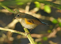 Red-flanked Bluetail Tarsiger cyanurus