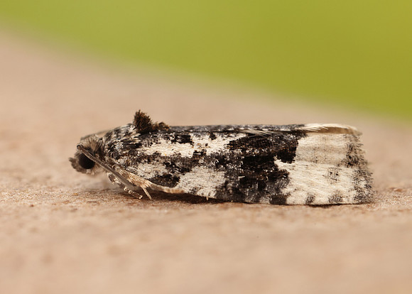 49.149 BF1092 Apotomis turbidana
