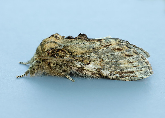 71.016 BF2005 Great Prominent Peridea anceps