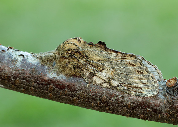71.016 BF2005 Great Prominent Peridea anceps