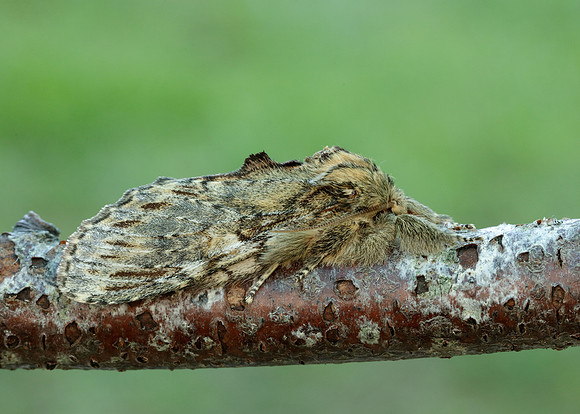 71.016 BF2005 Great Prominent Peridea anceps