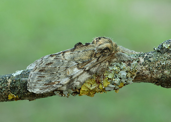71.016 BF2005 Great Prominent Peridea anceps