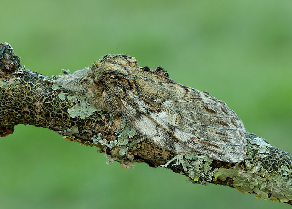 71.016 BF2005 Great Prominent Peridea anceps