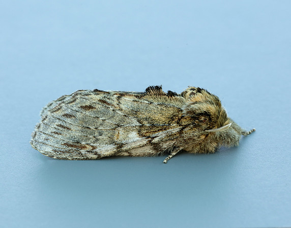 71.016 BF2005 Great Prominent Peridea anceps