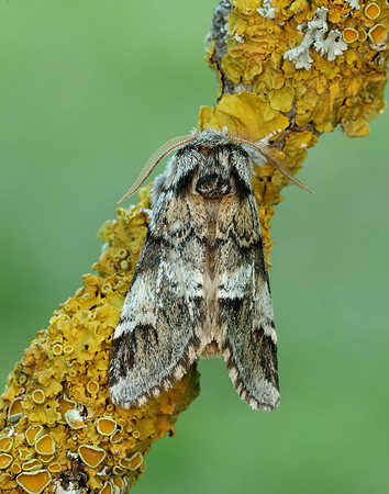 71.010 BF2014 Marbled Brown Drymonia dodonaea