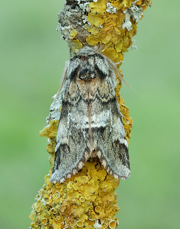 71.010 BF2014 Marbled Brown Drymonia dodonaea
