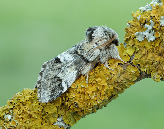71.010 BF2014 Marbled Brown Drymonia dodonaea