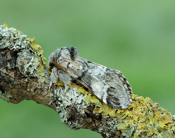 71.010 BF2014 Marbled Brown Drymonia dodonaea