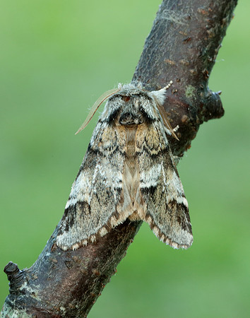 71.010 BF2014 Marbled Brown Drymonia dodonaea
