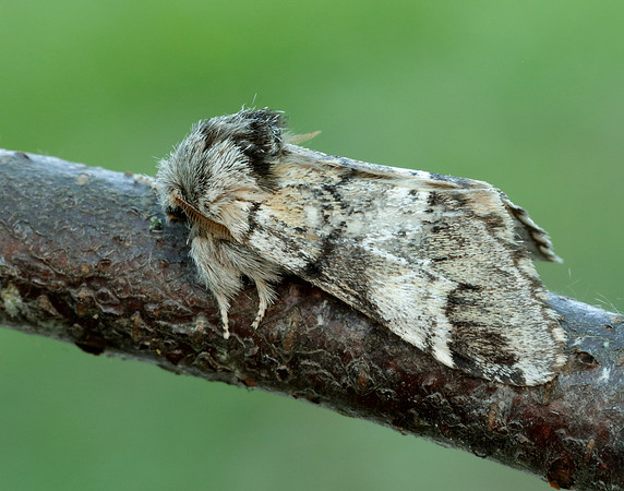 71.010 BF2014 Marbled Brown Drymonia dodonaea
