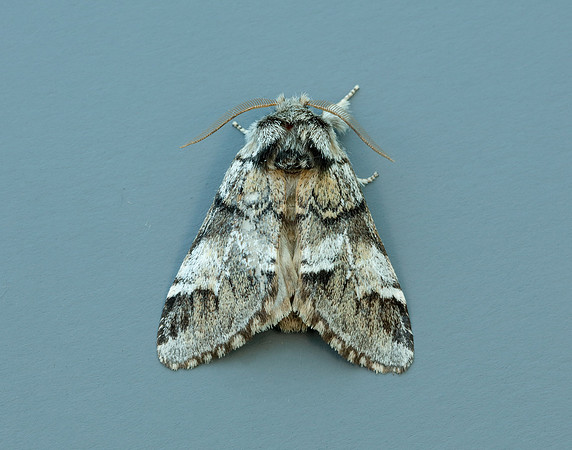 71.010 BF2014 Marbled Brown Drymonia dodonaea
