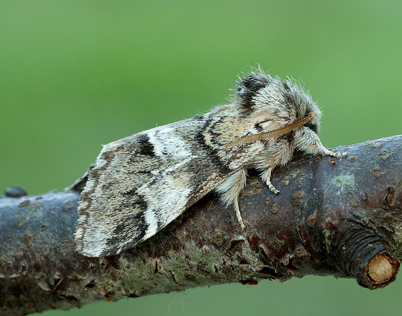 71.010 BF2014 Marbled Brown Drymonia dodonaea