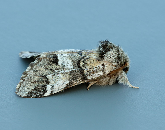 71.010 BF2014 Marbled Brown Drymonia dodonaea
