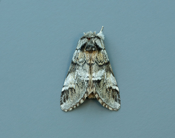 71.010 BF2014 Marbled Brown Drymonia dodonaea