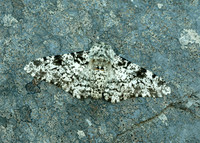 70.252 BF1931 Peppered Moth Biston betularia