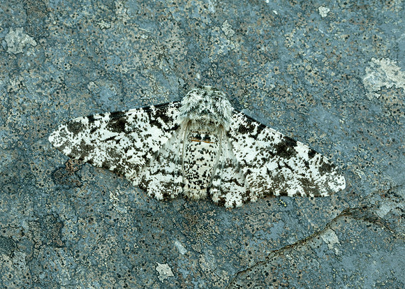 70.252 BF1931 Peppered Moth Biston betularia