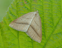 70.222 BF1902 Brown Silver-line Petrophora chlorosata