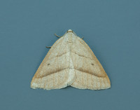 70.222 BF1902 Brown Silver-line Petrophora chlorosata