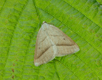 70.222 BF1902 Brown Silver-line Petrophora chlorosata