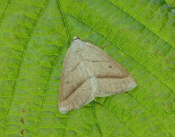 70.222 BF1902 Brown Silver-line Petrophora chlorosata