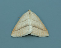 70.222 BF1902 Brown Silver-line Petrophora chlorosata