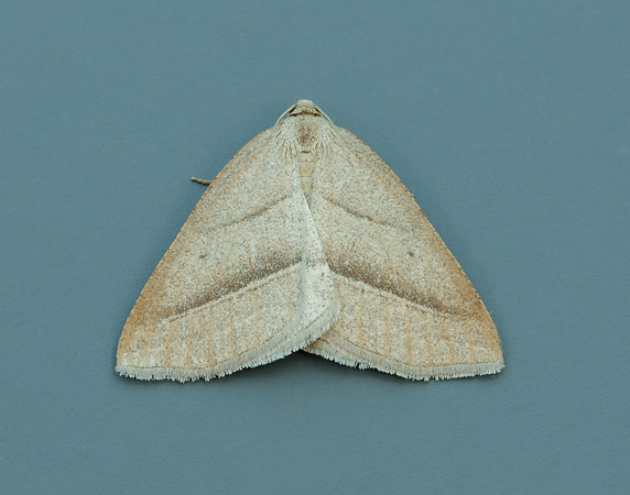 70.222 BF1902 Brown Silver-line Petrophora chlorosata