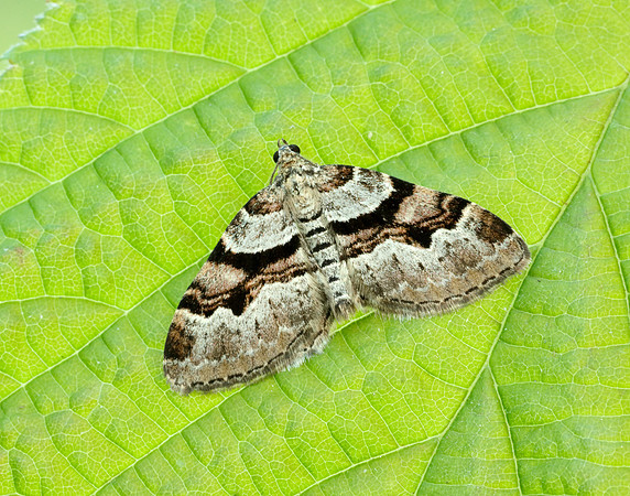 70.053 BF1722 Flame Carpet Xanthorhoe designata