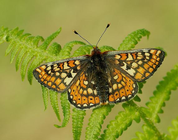 Marsh Fritillary Euphydryas aurinia