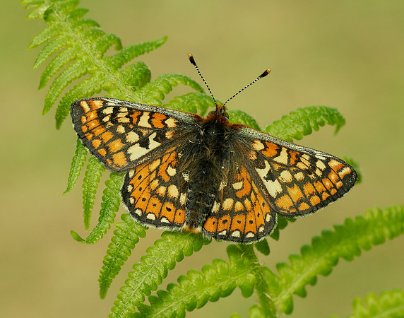 Marsh Fritillary Euphydryas aurinia