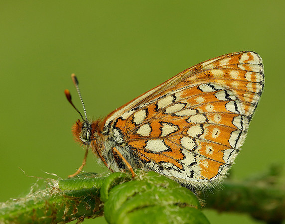 Marsh Fritillary Euphydryas aurinia