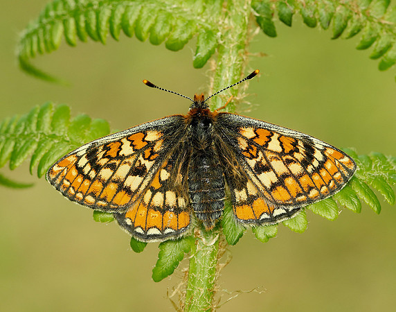 Marsh Fritillary Euphydryas aurinia