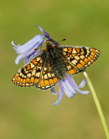 Marsh Fritillary Euphydryas aurinia