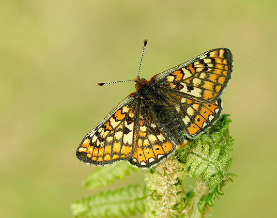 Marsh Fritillary Euphydryas aurinia