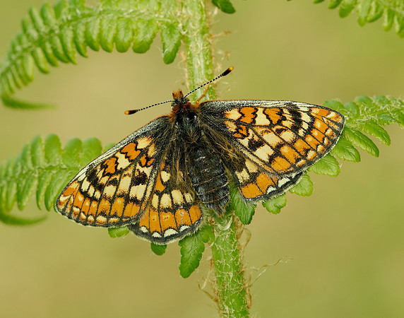 Marsh Fritillary Euphydryas aurinia