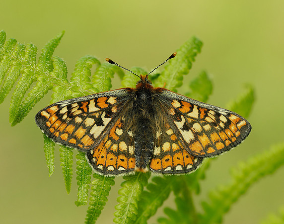 Marsh Fritillary Euphydryas aurinia