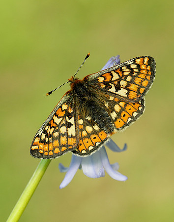 Marsh Fritillary Euphydryas aurinia