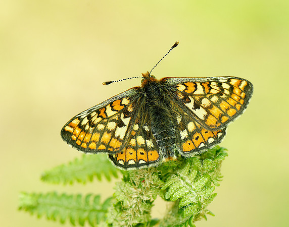 Marsh Fritillary Euphydryas aurinia
