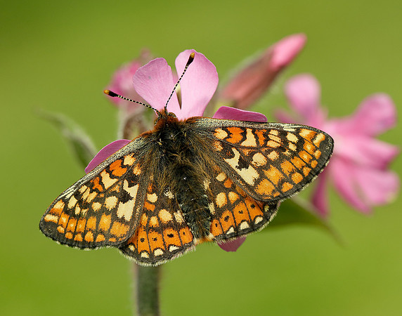 Marsh Fritillary Euphydryas aurinia