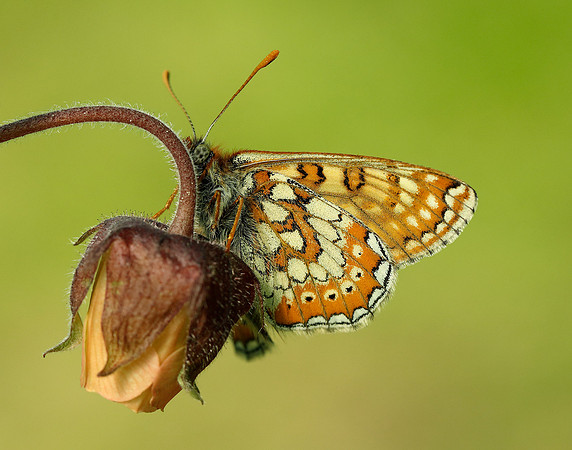 Marsh Fritillary Euphydryas aurinia