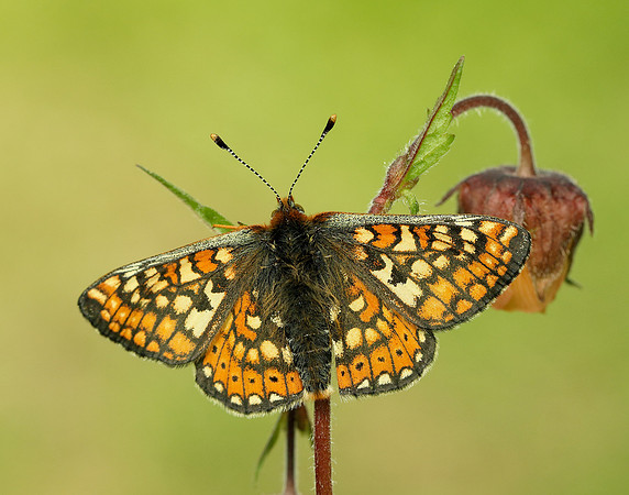 Marsh Fritillary Euphydryas aurinia