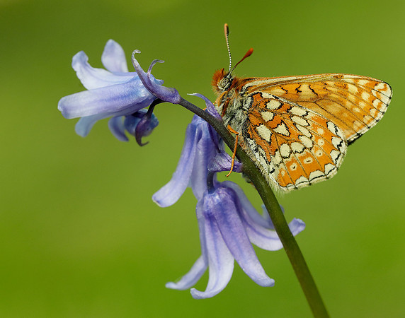 Marsh Fritillary Euphydryas aurinia