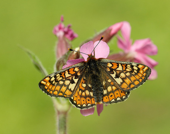 Marsh Fritillary Euphydryas aurinia