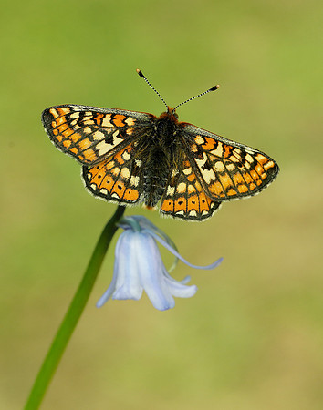 Marsh Fritillary Euphydryas aurinia