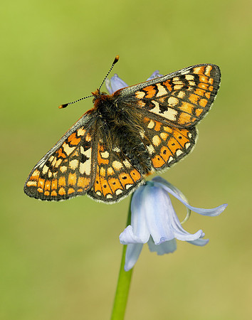 Marsh Fritillary Euphydryas aurinia