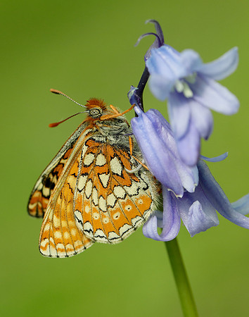 Marsh Fritillary Euphydryas aurinia