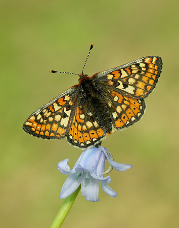 Marsh Fritillary Euphydryas aurinia