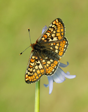 Marsh Fritillary Euphydryas aurinia